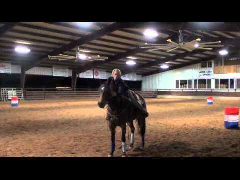 CHC HORSE FOR SALE: DAUGHTER OF WIMPYS LITTLE STEP