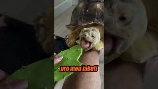 O MOTIVO DE NENHUM ANIMAL COMER ALFACE #richardrasmussen #juliobalestrin #alface #animais