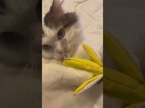 Turkish Van Cat loves his new banana toy!