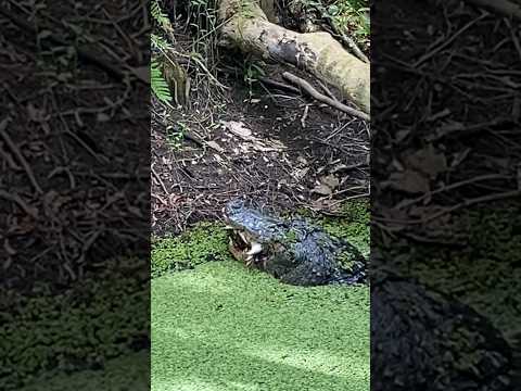 このワニがスッポンを食べるのを見るのは恐ろしいです