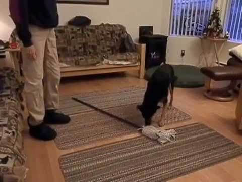 Using Shaping  & Targeting to Overcome Fear in Dogs