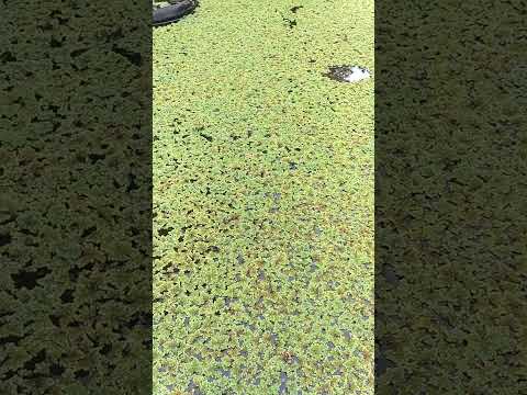 azolla mulai menguning pertanda kurang pupuk #shorts