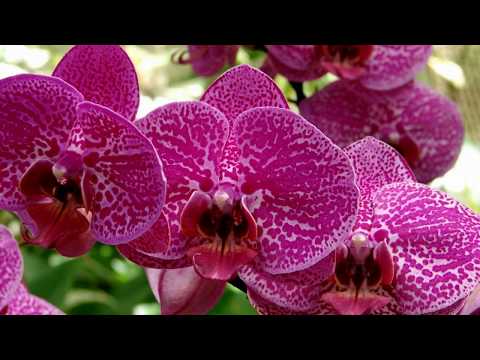 Орхидея в древесном горшке
