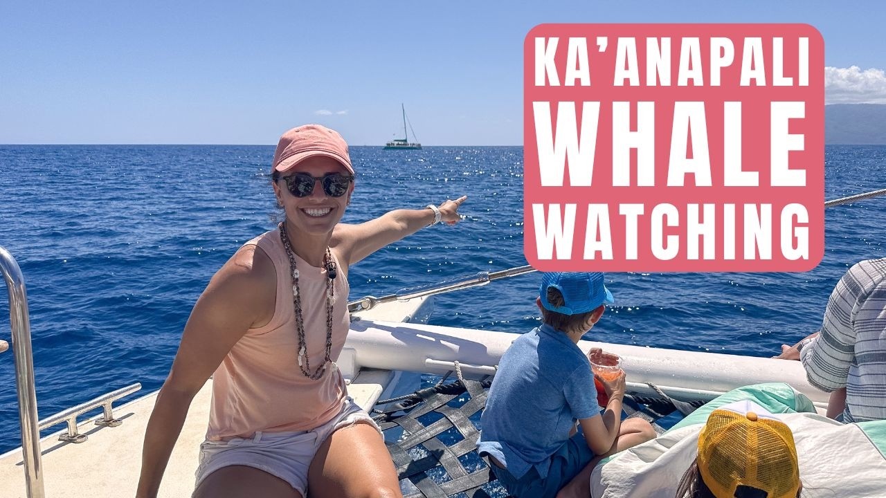 Gold Coast Whale Watching Tours – Which One Wins?