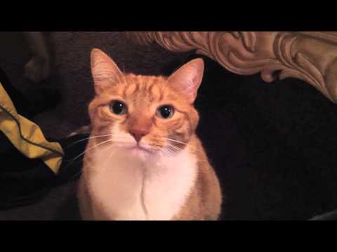 Joe Valentino Impression - Great Neck Nissan Contest