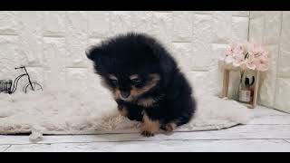 ポメラニアンの動画01