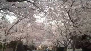 preview picture of video 'Cherry Blossoms in Kenwood in Chevy Chase, Maryland'