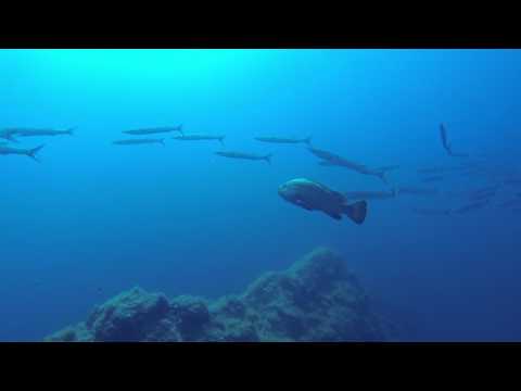 Gabinière août 2016