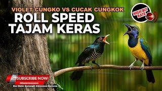 Download lagu 🔴 Live Masteran Roll Speed Tajam Cucak Cungkok Gacor Jinjing Petulak Kastem vs Kedasih Violet Gacor mp3
