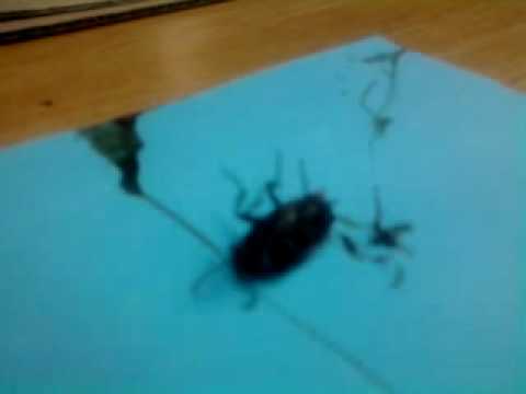 utolsó pillanatok (integető bogár:)