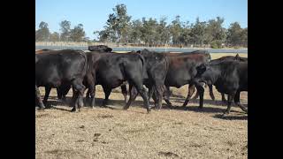 Angus x Red Tag PTIC Hfrs