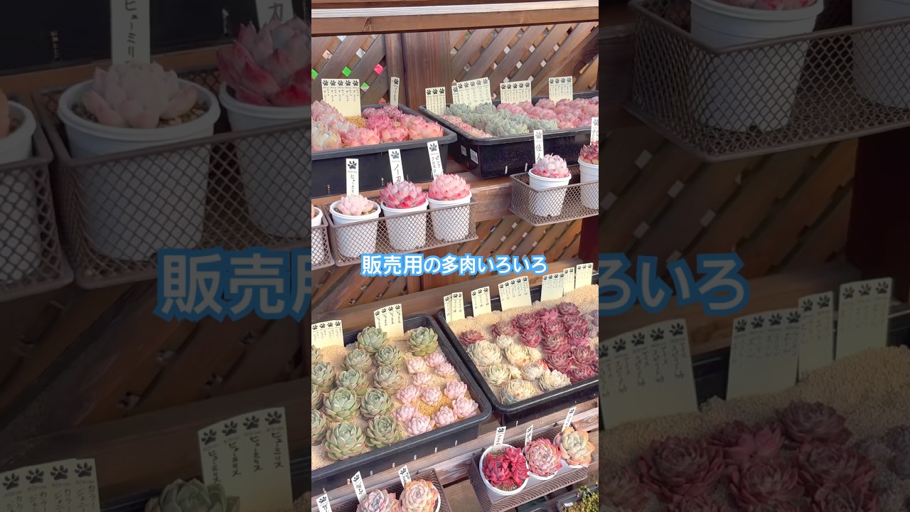 【多肉植物】販売用の多肉いろいろ。　#多肉植物 #多肉棚  #succulent