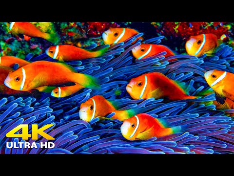 Aquarium 4K VIDEO (ULTRA HD) 🐠 Beautiful Relaxing Coral Reef Fish - Relaxing Sleep Meditation Music
