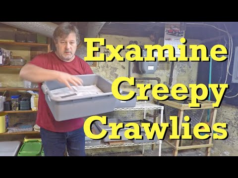 Check-in on newest red wiggler worm bins & examining creepy crawlies - vermicomposting