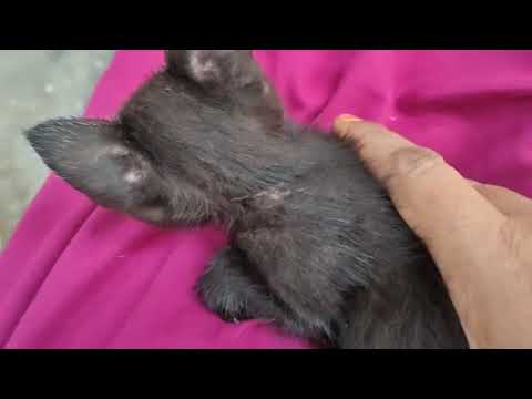 Day5 - rescue kitten pappukutty recovering #cat#catvideo#kitten #rescuecat #kittenrescue #vlog 