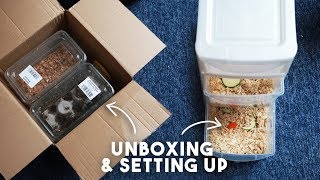 Unboxing &amp; Setting Up Feeder Insects For Geckos!