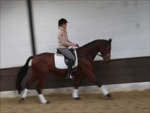 CATWEAZEL 5j. v Cormint - Grand Cru VB 14.000,- Euro