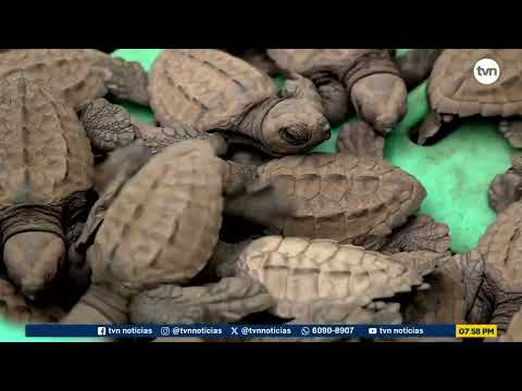 Mundo Verde: Playa Las Lajas, un refugio clave para el desove de tortugas en Chiriquí