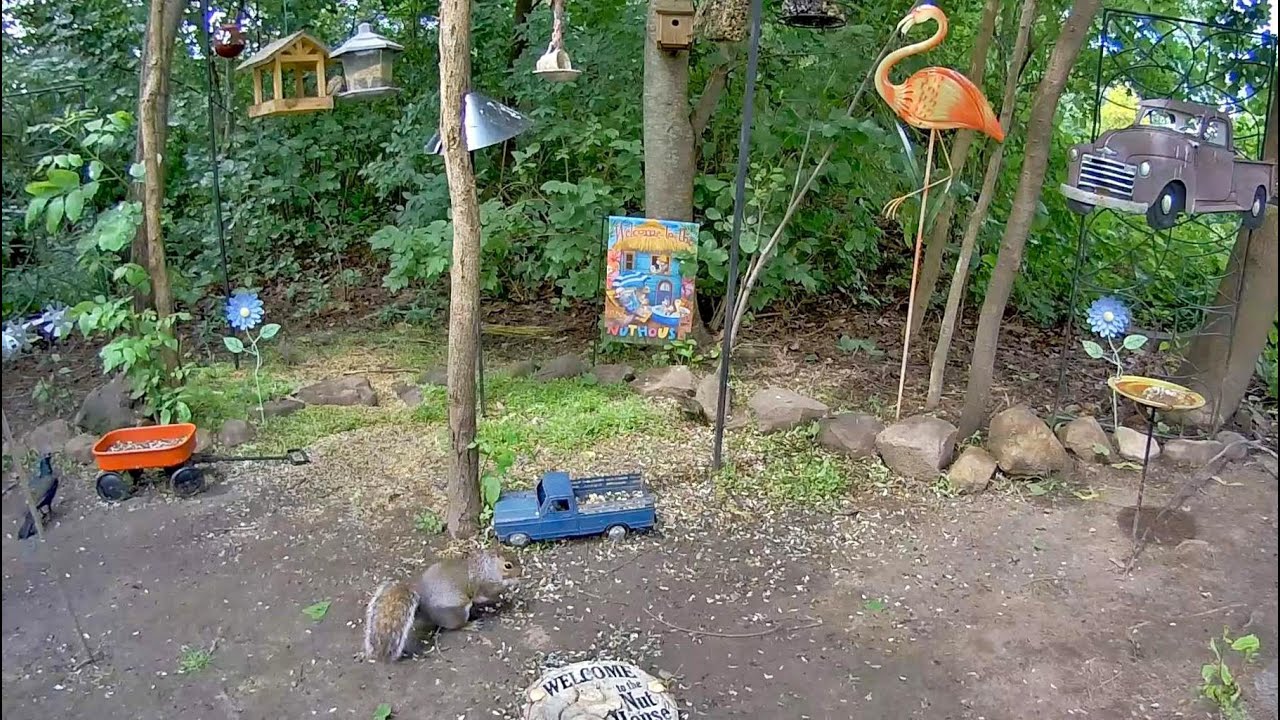 Live webcam view of Cámara de fauna en jardín