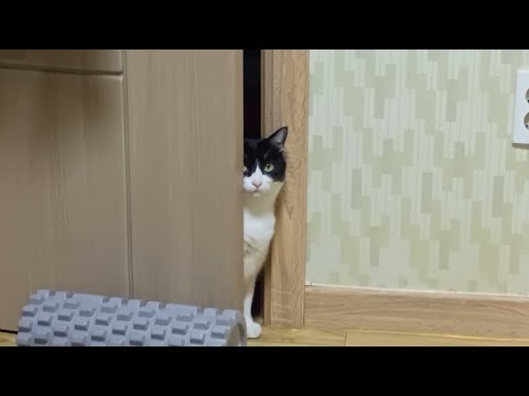 눈치 주는 고양이