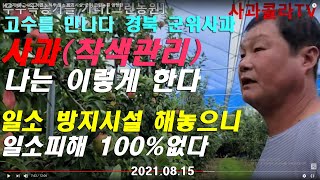 [사과재배] 고수의 적엽 노하우.일소 방지시설. 군위 그린농원 임정한