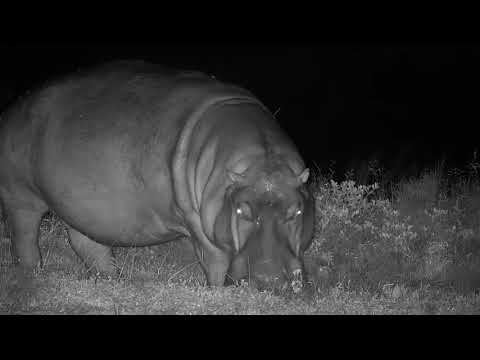 Djuma: Lone Hippo out feeding - 01:51 - 02/27/20