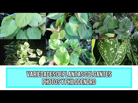 , title : 'Tipo de plantas  colgantes | PHOTOS y PHILODENDRON 🌱'