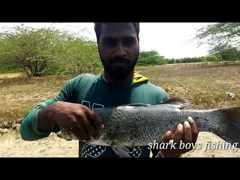 download lagu mp3 mp4 Barramundi Fish In Tamil, download lagu Barramundi Fish In Tamil gratis, unduh video klip Barramundi Fish In Tamil