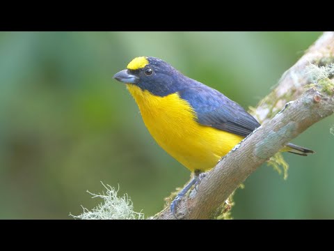Thick-billed Euphonia in Colombia