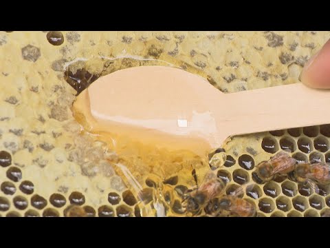 繁殖ミツバチの品種のリストについて詳しく解説