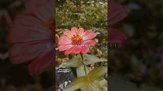 Download lagu Nama Ilmiah Berbagai Bunga di Kampung mp3 Download lagu Nama Ilmiah Berbagai Bunga di Kampung mp3