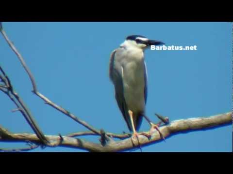 Martinete común ( Nycticorax nycticorax )