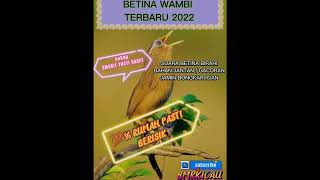 Download lagu Suara wambi betina birahi, bahan jantan gacoran jamin bongkar isian😘 terbaru 2022 pasti kaget mp3