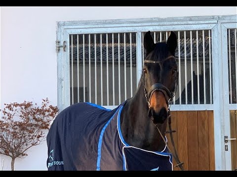 LADYLIKE 4j. v. Diarado - Clearway