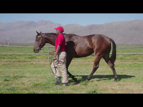 Lot 37 is a filly by Malmoos ex California Cool
