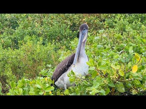 Isla Isabela 💕Galapagos - Un recorrido en bicicleta 🚵🏼‍♀️ sobre sus calles de arena llena de vida 🦀
