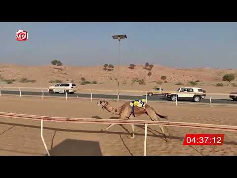  الشوط 9 (عالي) لـ علي صالح بن هويدن الكتبي 8:03 , شارة الديوان 2025/10/26 ايذاع اللبسه 