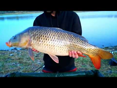 Balta pescuit Dolj | Balta Giurgita crap 9kg