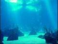 Sea K Fee Comercial