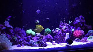 Feeding My Reef Tank - Music Edition