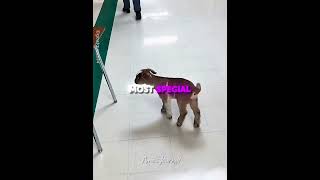 Download lagu His Clumsy Best Friend Melted Everyone's Heart🐐😊#goat #pets #animals mp3 Download lagu His Clumsy Best Friend Melted Everyone's Heart🐐😊#goat #pets #animals mp3