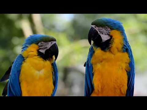 Parrot Sounds Video