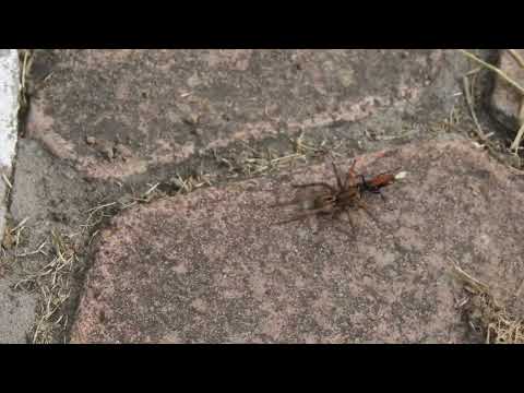 Avispa caza arañas del género Entypus llevando una Araña  Lycosa erythrognatha RNUO