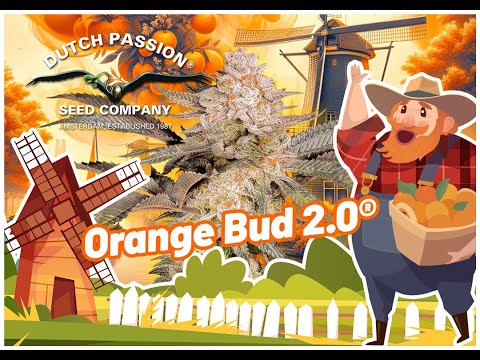 Orange Bud 2.0 - taking potency and taste to the next level!