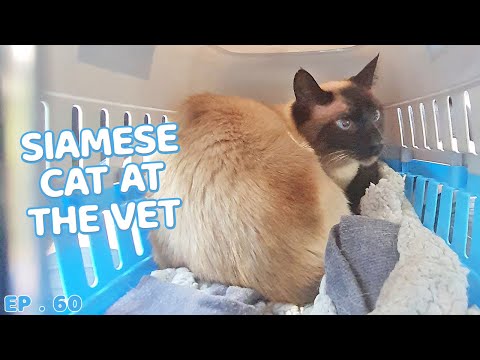 Siamese Cat goes to the vet