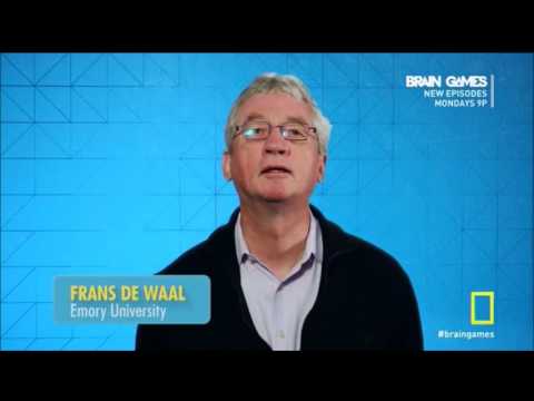 Brain Games - Monkey Fairness (Inequity Aversion)