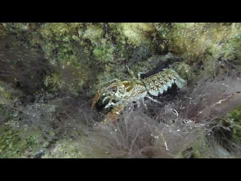 ACQUA E VITA DELLA VAL TRAMONTINA