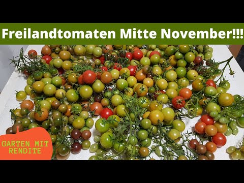 Freilandtomaten Ernte Mitte November, Meine härtesten Freilandtomaten, robuste Sorten