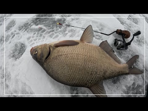 Podeszły LESZCZE ! Brały jeden za drugim a hamulec grał ! Wędkarstwo Podlodowe 2026