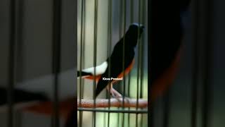Download lagu Murai batu gacor isian kenari mp3